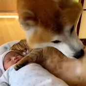 誰よりも犬猫だい好き