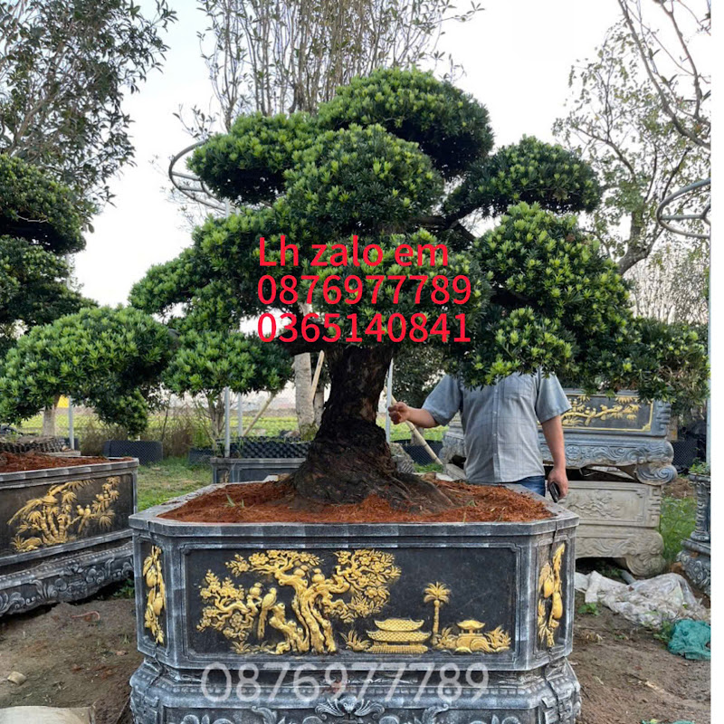 Học Viện Nông Nghiệp Cây Cảnh