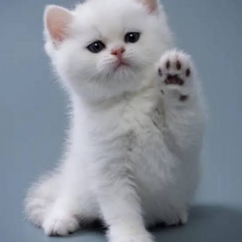 @Saenab5266