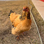 Chicken Schmidt Farms
