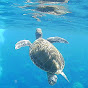 The Sea Turtle Channel : Ocean life logo