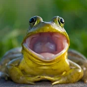 Mr. CrazyFrog 