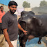 OXlNPClhsh8-channel-avatar-Kalyani Dairy Farm