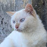 kgGVH8yqwxM-channel-avatar-World Animal Rescue