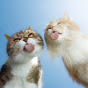 Catzhub