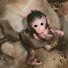 0r_4jLBoAQQ-channel-avatar-Monkeylover