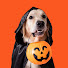 5ETaHoXd4do-channel-avatar-The Pet Collective
