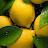 @Lemon-green-peace