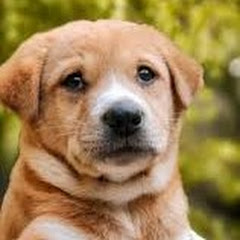 trending'animals'VIDEO