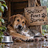9EusGx0kK4Q-channel-avatar-Shelter Paws Stories