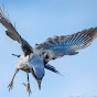 Bleu Raven Avatar