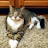 @MyFatCatOllie Avatar
