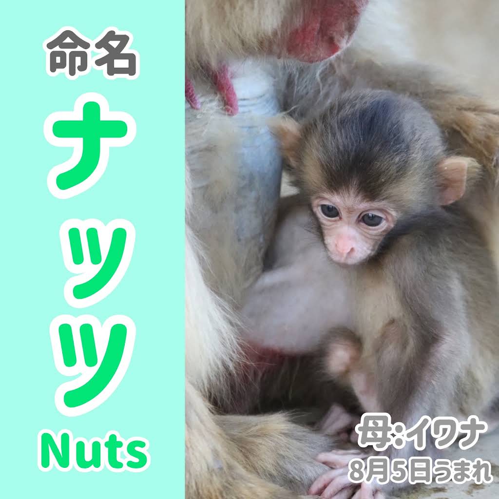 Post from 高尾山さる園・野草園【公式】 - YouTube