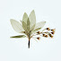 tNABiEheHsY-channel-avatar-Leaf n' Dream