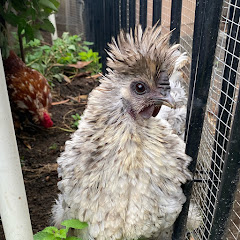 Suburban Homesteading Family