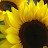 Sunflower Citizen