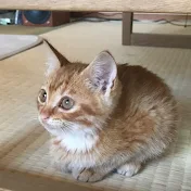 ミックという猫