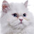 @White_Cat_PUTIH