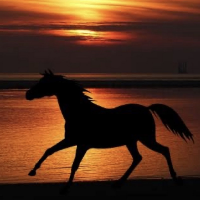 Ride live dream horses