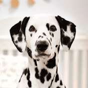 Monty the Dalmatian