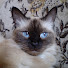 _bOQ6z-ATMU-channel-avatar-MrNiceGuyWorld