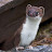 @WarmheartedWeasel