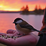 Bird & Squirrel Oasis