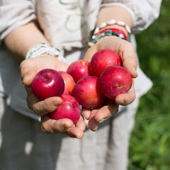 種まきびとチャンネルアイコン画像
