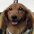 vXsYUB5uVXA-channel-avatar-だっちゃんねる