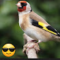 Kiko the goldfinch