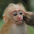 Beloved monkeys in Cambodia