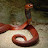 avatar of @redspittingcobra