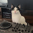 CcqmRFs6Y_Q-channel-avatar-DJ Odie