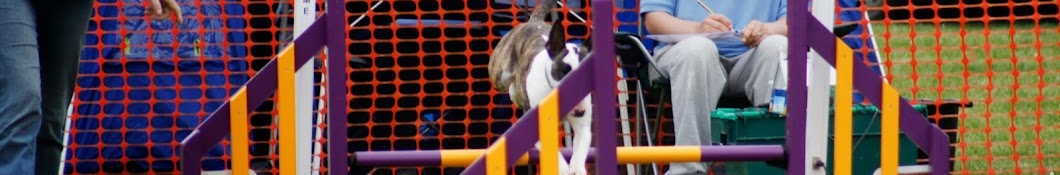 Beattie and Magnus - Bull Terriers loving agility Avatar channel YouTube 