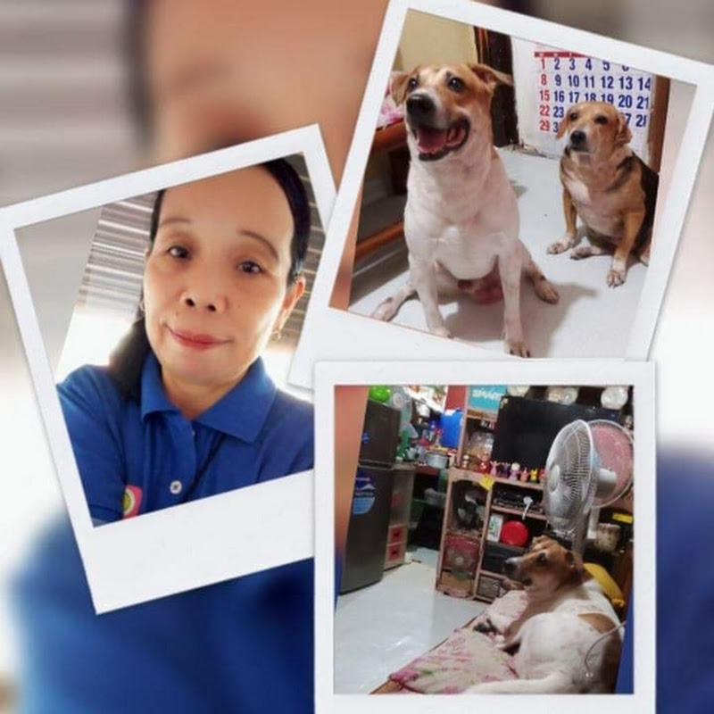 Dailylife Of VicVic & Brownie