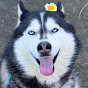 huskylover