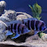-5Wk3u_KkYk-channel-avatar-Cichlid Heaven