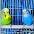 Beautiful budgies Chirping