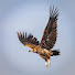 OQVfGvLQiDo-channel-avatar-Tamil Vulture