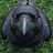 @a-real-crow Avatar