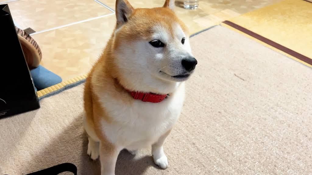 SHIBA DOG RANMARU - YouTube