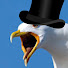 nqxBy4rwgAI-channel-avatar-Archibald Seagull 