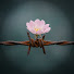 Kmr3A1UF6a0-channel-avatar-철조망에 핀 꽃 | 탈북 여성 이야기