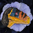 rqvDNTihizs-channel-avatar-KonaRaptor