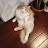 dsfKWTcBoV0-channel-avatar-ねこ蔵