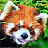 xShZk6KkmN4-channel-avatar-Curious wildlife