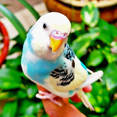 PETFLIX avatar