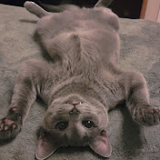 HappyCats