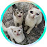 6bZuKvUqK_U-channel-avatar-Rescue Homeless Animal KT