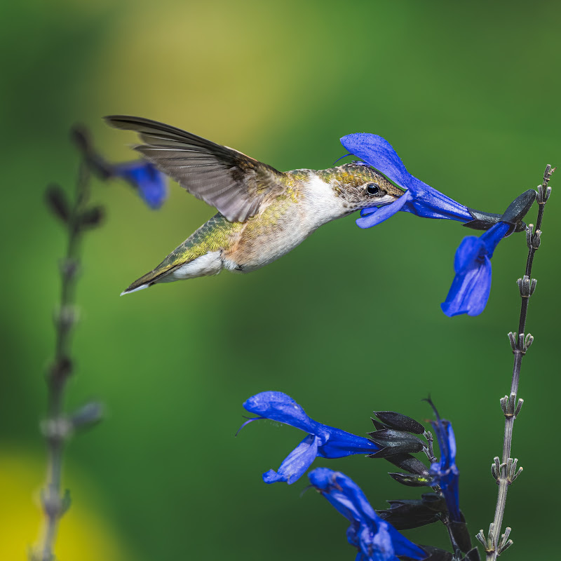 Nature Lover Inspirations
